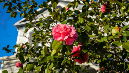 Fototapeta na wymiar Bright pink roses on a sunny Californian day.