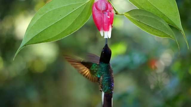 Hummingbird slow-motion: Velvet-purple Coronet (Boissonneaua jardini), feeding from a Cavendishia flower, near Mindo on the western slopes of the Andes, Ecuador.