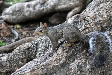 A single squirrel on a tree trunk looking curious