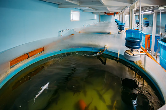 Round tanks with automatic aeration and compound food supply for growing sturgeons in modern fish farm