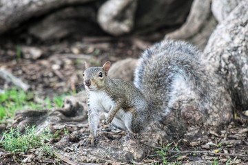 squirrel on tree