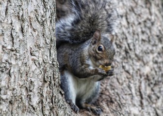 squirrel on tree