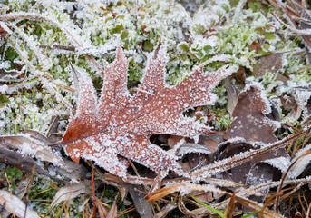 A leaf of American red oak (Quercus rubra) covered with hoarfrost among grass late autumn.