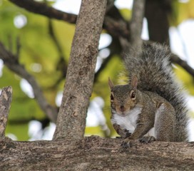 squirrel on tree