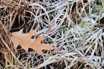 Leaf of American Red Oak (Quercus rubra) among  grass covered with hoarfrost in frost in late autumn.