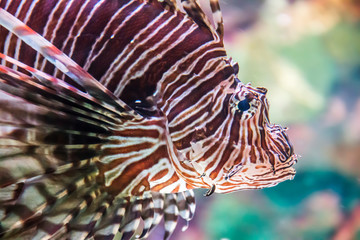 Colorful lion fish in an aquarium
