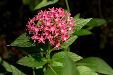 BONITAS FLORES ROSAS