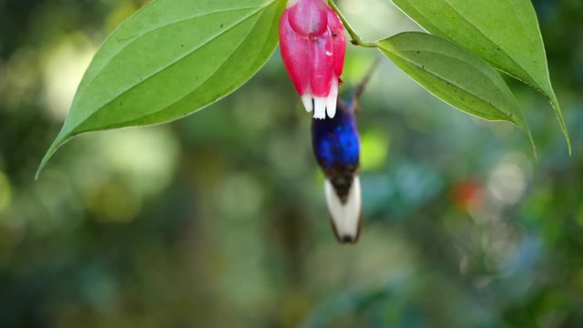 Hummingbird slow-motion: Velvet-purple Coronet (Boissonneaua jardini), feeding from a Cavendishia flower, near Mindo on the western slopes of the Andes, Ecuador.