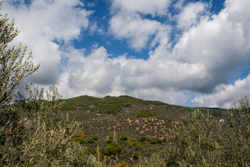 Fototapeta na wymiar The cultivation of olive trees and beautiful landscape, cloudy blue sky scene