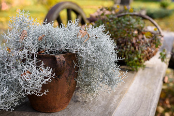 Old metal pot with rust on it, with white twigs plant in it. Wicker basket with green plant. Autumn...