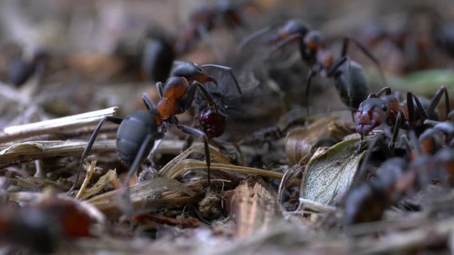 Ants preparing larvae victim into anthill - (4K)