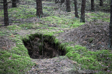 A hole dug into a forest floor