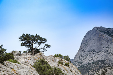 Mountain landscape. Lonely thuja in the mountains on top of a cliff.