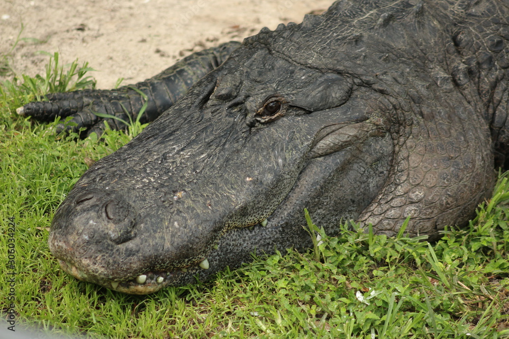 Poster a close up of an American alligator