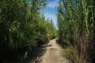 Path between green vegetation under blue sky