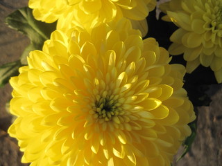 splendid brightness of the yellow flowers