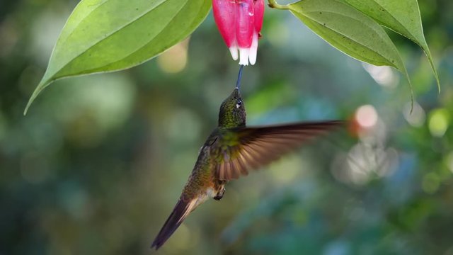 Buff-tailed coronet (Boissonneaua flavescens) feeding from a Cavendishia flower in slow motion. Humid montane rainforest on the western slopes of the Andes near Mindo, Ecuador 