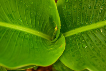 Hojas de planta con gotas de lluvia