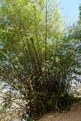 Fototapeta premium Chaume de bambous en bordure de sentier en Guyane française