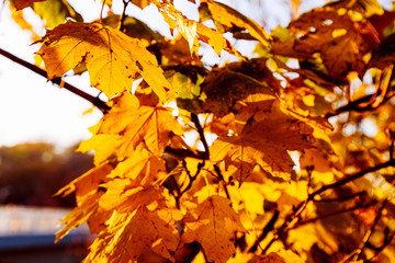 Yellow leaves in the autumn park