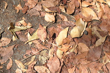 Image of litter on the ground