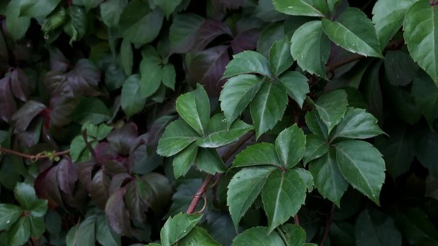 Leaves texture background	
