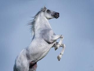 Naklejka na ściany i meble White andalusian horse rearing on blue sky background
