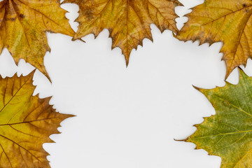 Composition Created Using Autumn Leaves on White Background. Copy Space in The Middle