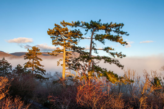 Beautiful misty autumn in the forest with pine trees, mountains and blue sky at sunset (The Matras mountains, Hungary)