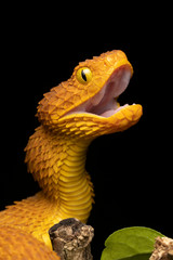 Bush Viper Snake with Open Mouth