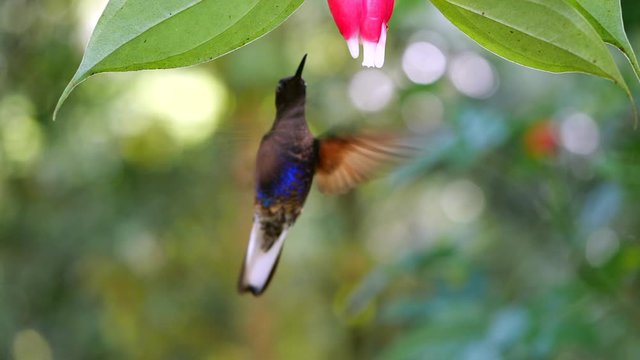Hummingbird slow-motion: Velvet-purple Coronet (Boissonneaua jardini), feeding from a Cavendishia flower, near Mindo on the western slopes of the Andes, Ecuador.