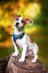  Jack Russell Terrier puppy sitting on a stump in a park