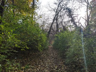 Obraz premium Forest path