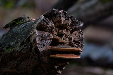Tree fungus