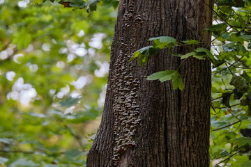 Tree fungus