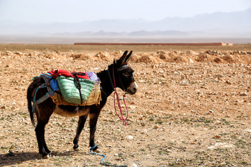 Donkey in a bridle and saddle against the backdrop of a desolate landscape in the Sahara desert on...