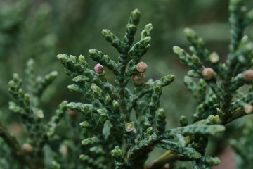 Pine needles
