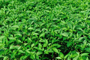 Green pepper plants in growth at vegetable garden