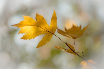 Autumn forest leaves III