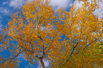 Yellow Leaves Against a Blue Sky