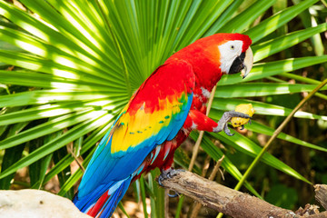 Aves