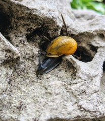 Close up of a black snail with yellow shell crawling on a calcareous rock