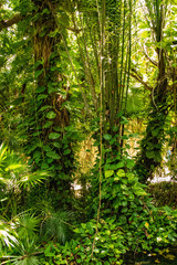 Fototapeta premium Plantas