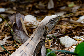 Lagarto