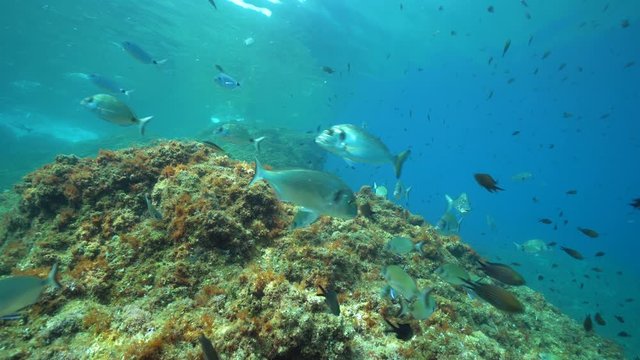Shoal of fish (seabreams and damselfish) underwater in the Mediterranean sea, static scene, Pyrenees-Orientales, Occitanie, France