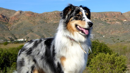 Australian Sheperd an der wilden K&uuml;ste Andalusiens