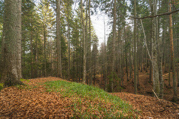 Autumnal and mystical forest in the Bucegi Natural Park, Carpathian Mountains, Prahova region, near Transylvania in Romania.