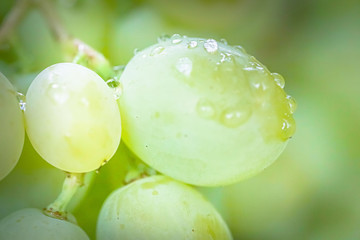 Bunch of grapes on vine insunshine. winegrowers grapes on vine. green wine. Harvest concept....
