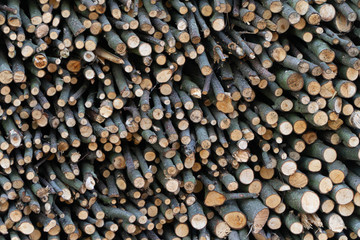 Drewno tekstura