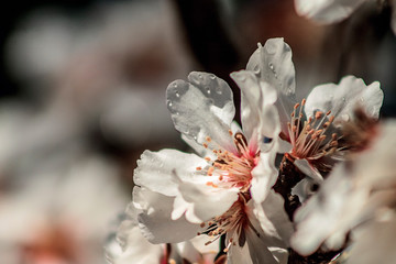 Picture of an almond tree with blooming flowers taken in Jerusalem, Israel . 